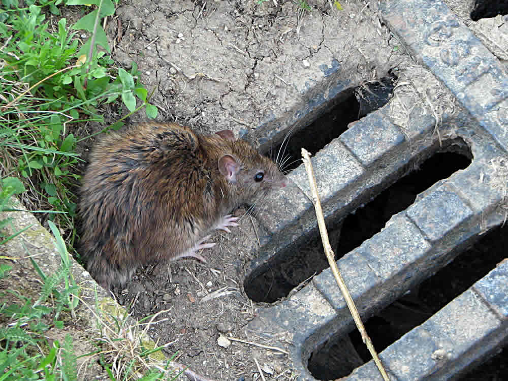 rat control in Windsor, Berkshire and surrounding areas cctv drain surveys for rat infestation in your house.