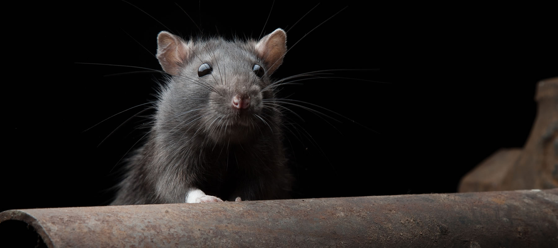 rat control windsor and berkshire