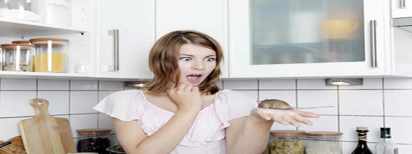 house pest control windsor